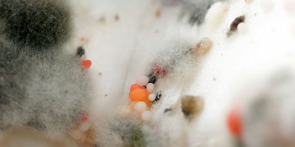 mildew vs mold