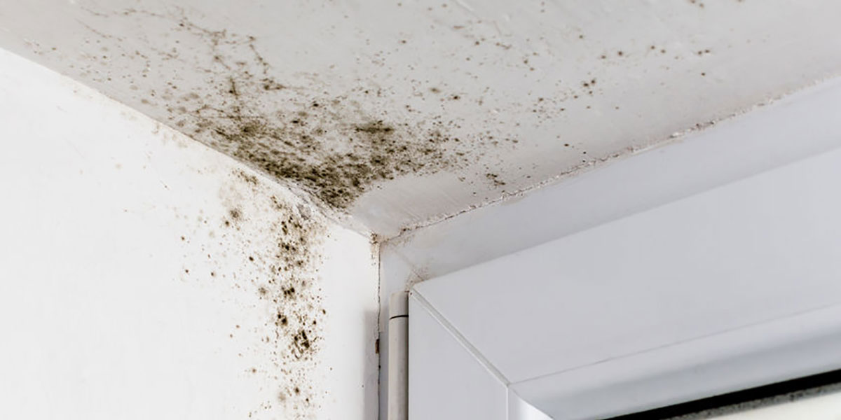how to detect mold?